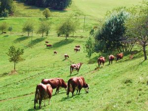Rinder auf der Weide beim Lippenhof