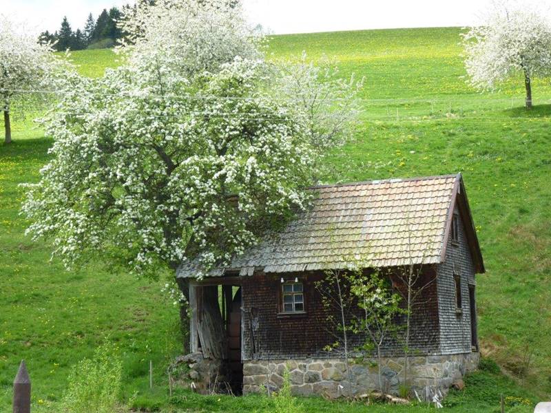 alte-muehle-lippenhof