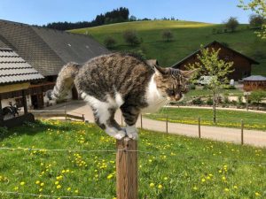 lippenhof-schwarzwald-katze