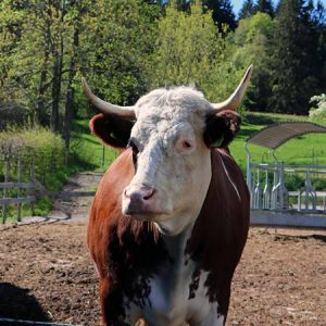 ochse-otto-lippenhof-breitnau